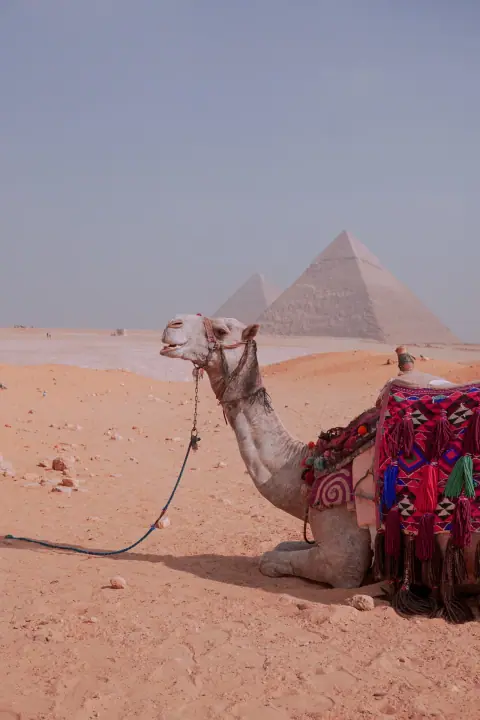 "Tutankhamun, there's money in skeletons", catalog 4, photo a369c5d0-d3ec-415f-ad83-e201cc31d594