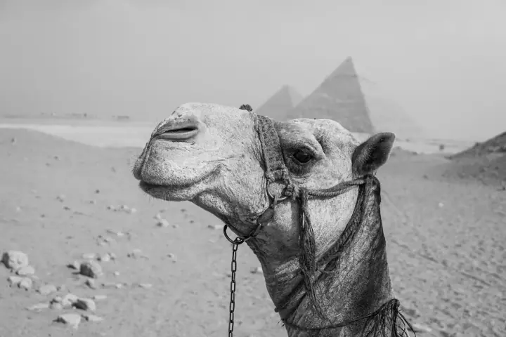 "Tutankhamun, there's money in skeletons", catalog 4, photo a718ff80-2d8f-4e0a-bf11-82370c2dff70