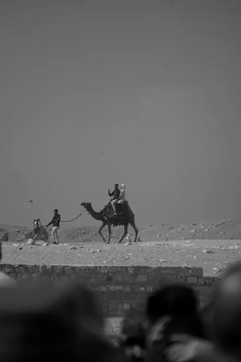 "Tutankhamun, there's money in skeletons", catalog 4, photo d5b56fa2-7ee3-4b2a-ad9e-f167afdbf11a